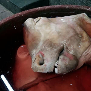 A cows heads is seen immersed in liquid at a local market in Gangneung