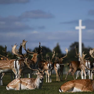 Deer rest in front of the Papal cross during sunny weather at the Phoenix Park in Dublin