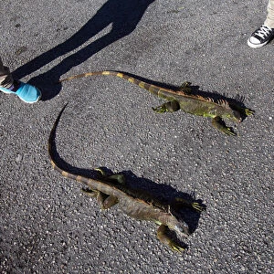 People observe cold stunned iguanas in Lake Worth