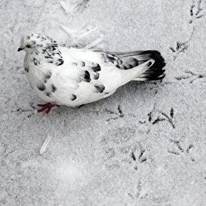 A pigeon leaves trails on snow covered ground outside Russias Siberian city of