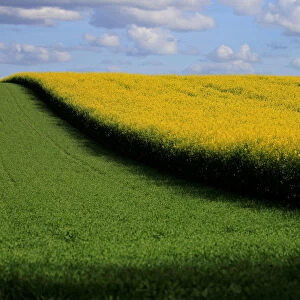 A rapeseed field is seen in Estourmel near Cambrai