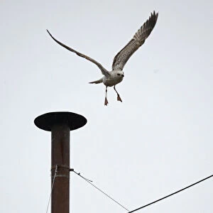 A seagull flies of from the chimney of the Sistine Chapel in Saint Peters Square during