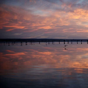 Volunteers wade across the lagoon at dawn to gather flamingo chicks and place them