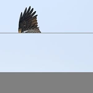 Black Kite (Black-eared) Milvus migrans Hokkaido Japan winter