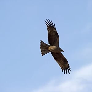 Black Kite Milvus migrans Alfaro Spain June