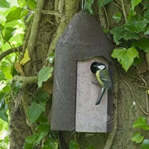Great Tit feeding young in nest box Norfolk spring