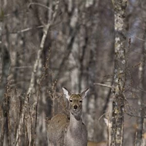 Sika Deer Cervus nippon Hokkaido Japan winter