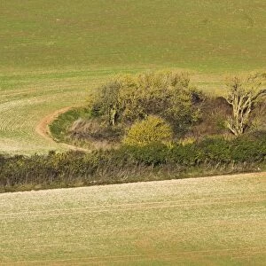 Arable farmland with hedgerow and small woodland habitat at edge of field, Dorset, England, january