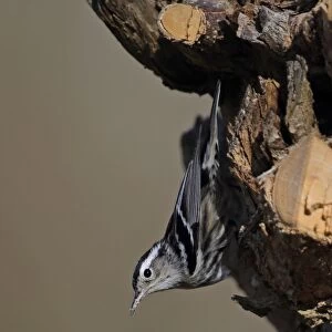 Black-and-white Warbler (Mniotilta varia) adult female, clinging to stump, La Belen, Camaguey Province, Cuba, March