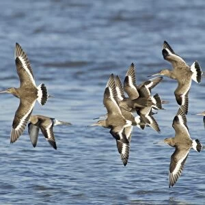 Black-tailed Godwit (Limosa limosa) flock, winter plumage, in flight over water, at high tide roost, River Stour, Essex, England, january
