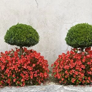 Box (Buxus sempervirens) clipped trees, with Cultivated Begonia (Begonia sp. ) flowers in garden, Egreville