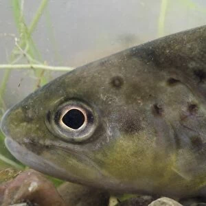 Brown Trout (Salmo trutta fario) adult, close-up of head, in tank, Nottingham, Nottinghamshire, England, January