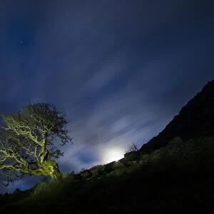 Common Hawthorn (Crataegus monogyna) habit, growing on hillside with moon at night, Annascaul, Dingle Peninsula