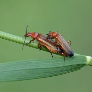 Common Red Soldier Beetle (Rhagonycha fulva) adult pair, mating on grass stem, Cannobina Valley, Italian Alps