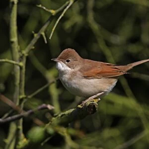 Common Whitethroat (Sylvia communis) immature, perched on twig in hedge, Norfolk, England, september