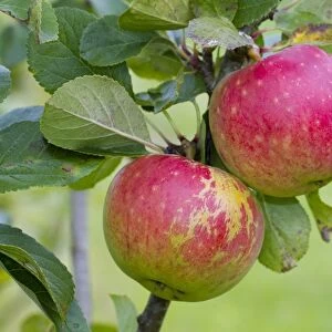Cultivated Apple (Malus domestica) James Grieve, close-up of fruit, on tree in organic orchard, Powys, Wales, August