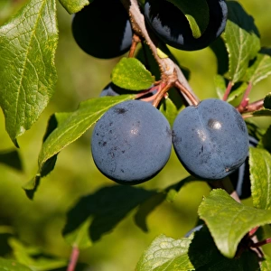 Damson (Prunus domestica var. insititia) Langley Bullace, close-up of fruit, growing in orchard, Norfolk, England