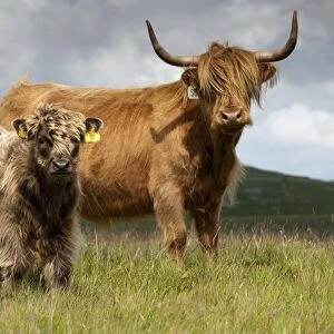 Domestic Cattle, Highland Cattle, cow with calf, standing on moorland, England, july