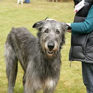 Domestic Dog, Irish Wolfhound, adult, standing beside owner at dog show, England, june