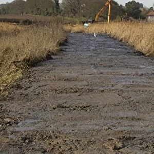 Dyke clearance in coastal marshland, with Grey Heron (Ardea cinerea) waiting for eels to be exposed