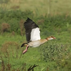 Egyptian Goose (Alopochen aegyptiacus) introduced species, adult, in flight, Norfolk, England, summer