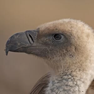 Eurasian Griffon Vulture (Gyps fulvus) immature, close-up of head, Spain, January