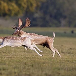 Fallow Deer (Dama dama) adult pair, buck chasing doe during rutting season, Helmingham Hall Deer Park, Suffolk