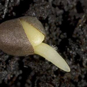 A germinating cabbage seed with root developing with root hairs on soil