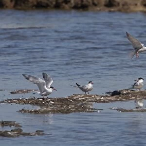 Group of adult Common Terns on Havergate Marsh Suffolk