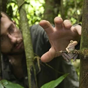 Gunthers Banded Treefrog (Hypsiboas fasciatus) adult, clinging to Spiny Bamboo (Guadua sp. )