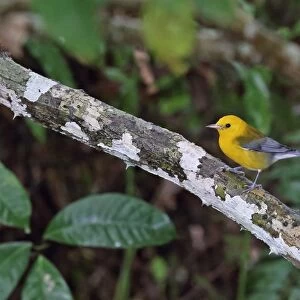 Prothonotary Warbler (Protonotaria citrea) adult male, perched on branch, Chagres River, Panama, November