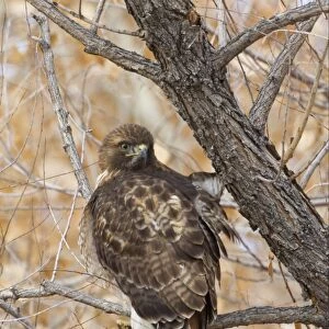 Red-tailed Hawk (Buteo jamaicensis) adult, perched in tree, Bosque del Apache National Wildlife Refuge, New Mexico, U. S. A. december