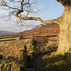 View of tree trunk, drystone walls, pastures and moorland, looking from Curbar Gap towards Curbar Edge