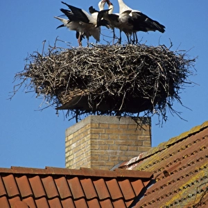 White Stork (Ciconia ciconia) adult with young, standing at nest on building, Germany