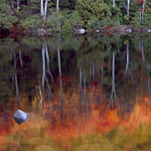 Acadia National Park, Maine. USA. Forest in autumn reflected in Bubble Pond