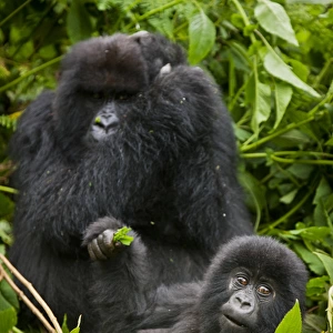 Africa. Rwanda. Juvenile Mountain Gorilla (Gorilla gorilla beringei) of the Umubano