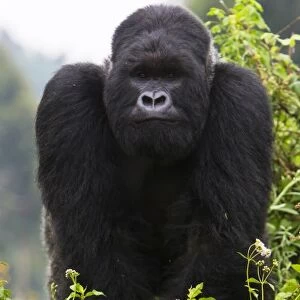 Africa, Rwanda, Kigoma, a Mountain Gorilla (Gorilla gorilla beringei) and No 3 Silverback