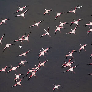 Africa, Tanzania, Aerial view of flock of Greater and Lesser Flamingos flying above salt