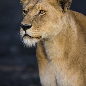 Africa. Tanzania. African lioness (Panthera leo) in Serengeti NP