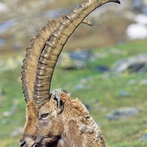 Alpine Ibex (Capra ibex) portrait of a bull in spring