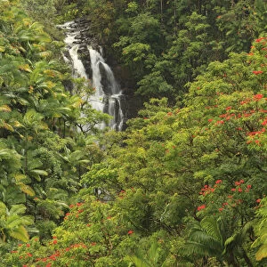 Area around Nanue Falls and stream, Hakalau, Hamakua Coast, Big Island, Hawaii