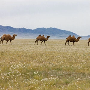 Bactrian Camel Herd. Gobi Desert. Mongolia