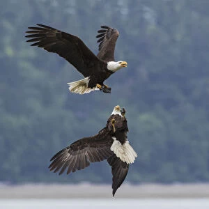 Bald eagle pair battle over morsel of food