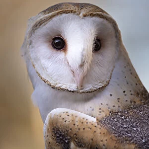 A Barn Owl, close up, looking directly