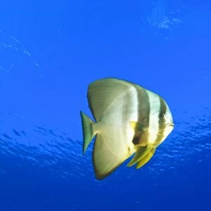 Batfish (Platax orbicularis), Palau, Micronesia, Rock Islands, World Heritage Site