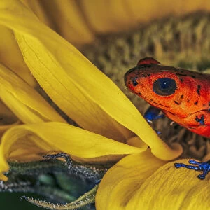 Blue-jean frog, Strawberry poison dart frog