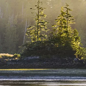 Canada, British Columbia, Tofino. Backlit Western red cedar trees