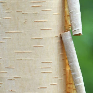Canada, Quebec. Peeling bark on paper birch tree. Credit as: Gilles Delisle / Jaynes