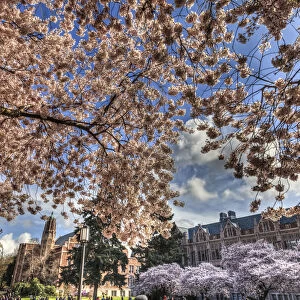 Cherry blossoms in peak bloom, spring, University of Washington campus, Seattle, Washington State