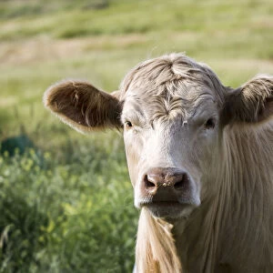 Close-up of cow in pasture